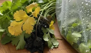 Why Does Coriander Spoil Quickly